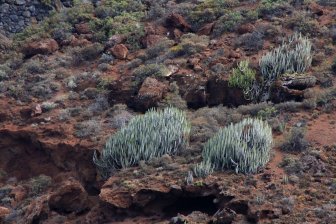 Sparse Coast Plant Life