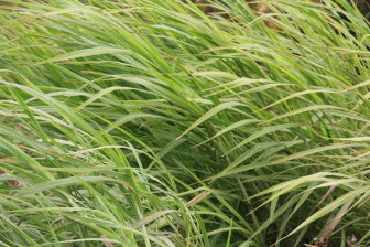 Gras